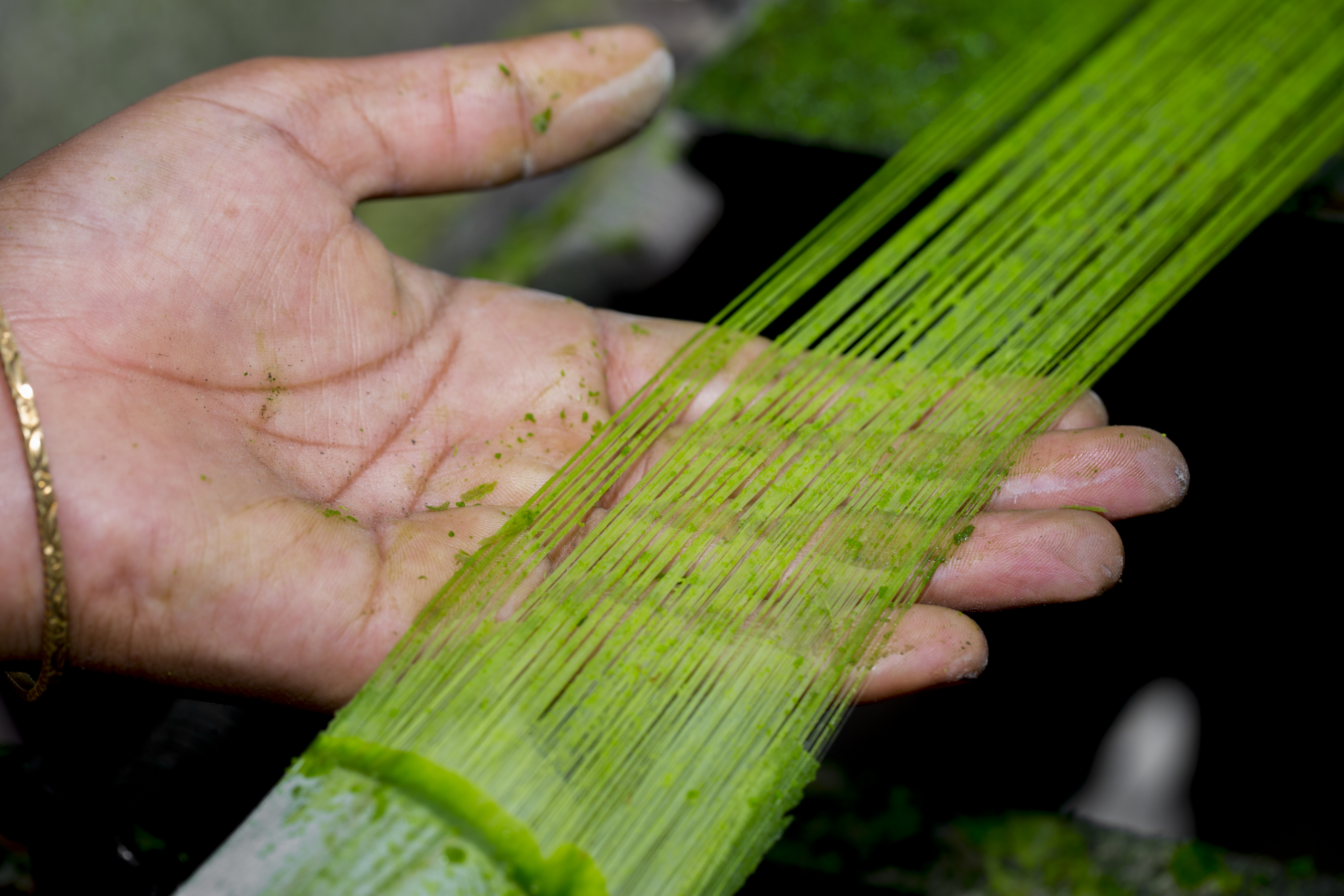 Green fiber from a pineapple tree
