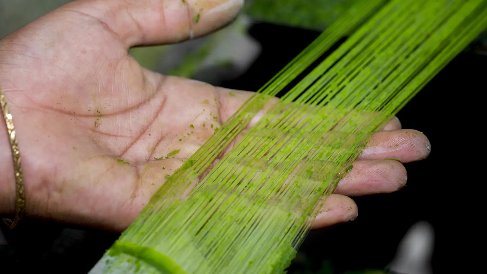 Green fiber from a pineapple tree