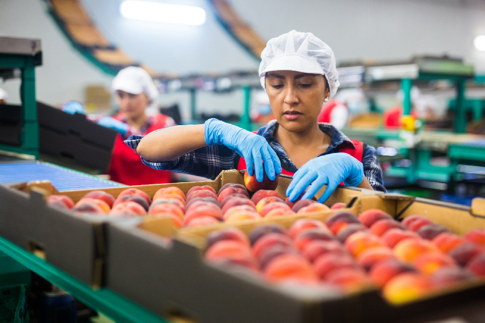 A food processing worker wearing a white hairnet and blue latex gloves carefully sorts peaches in a cardboard box at a packing facility