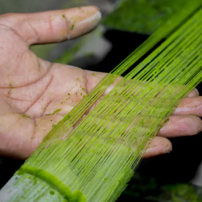 Green fiber from a pineapple tree (1)