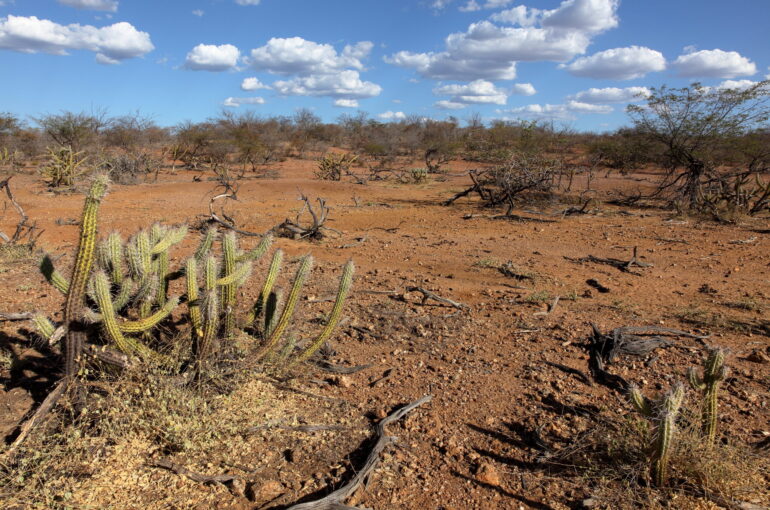 Caatinga Biome