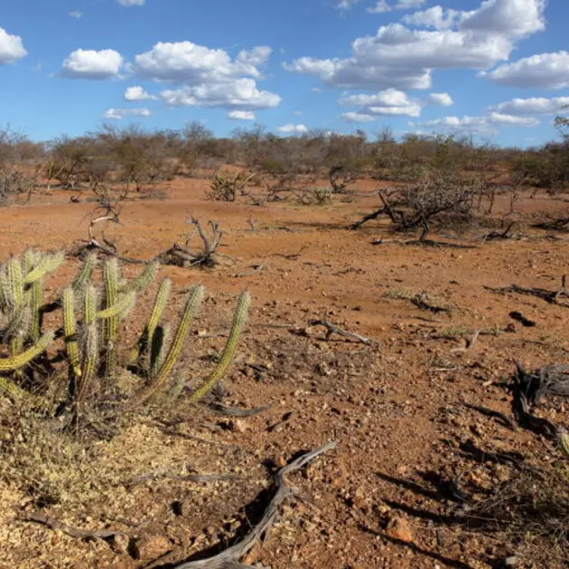 Caatinga Biome