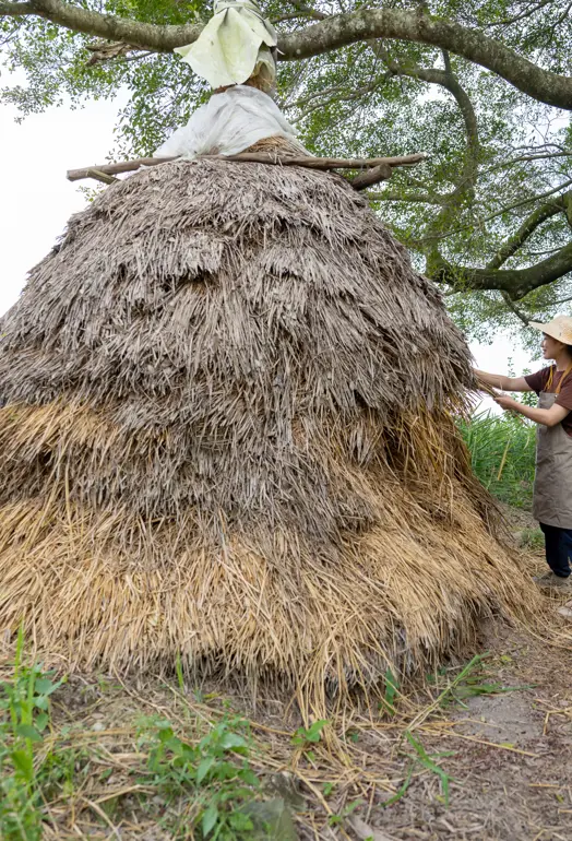 Female farmer harvesting straw