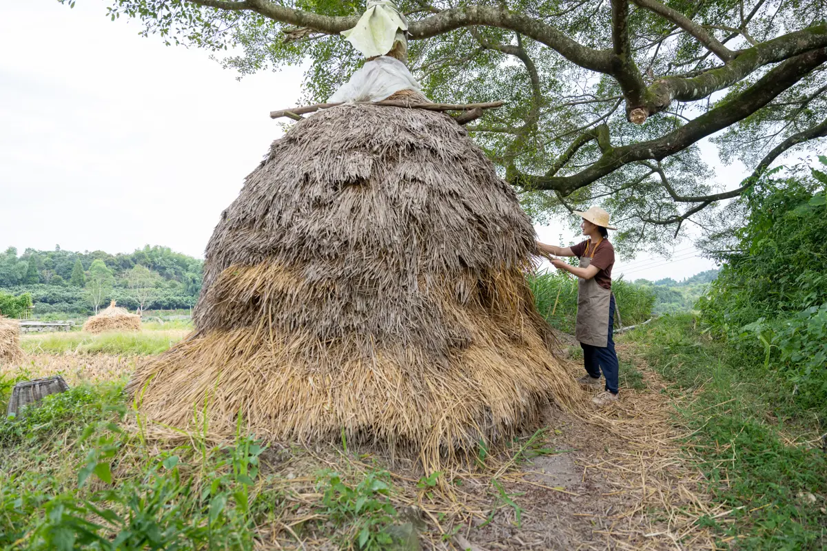Female farmer harvesting straw