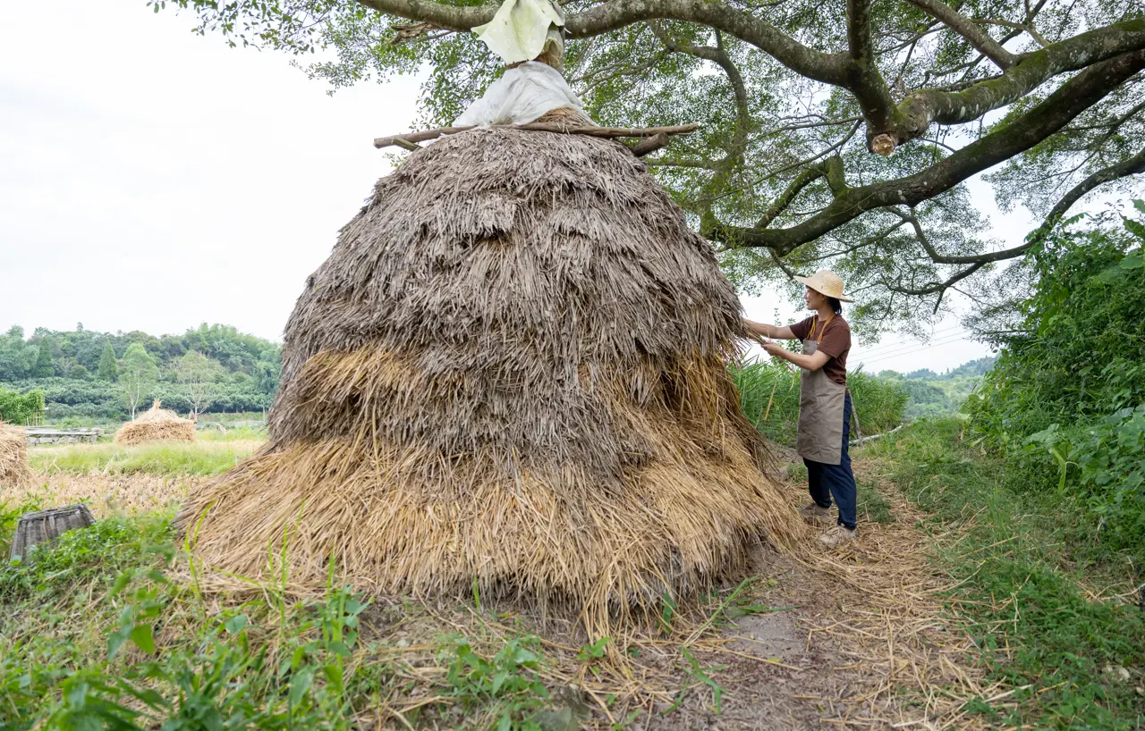Female farmer harvesting straw