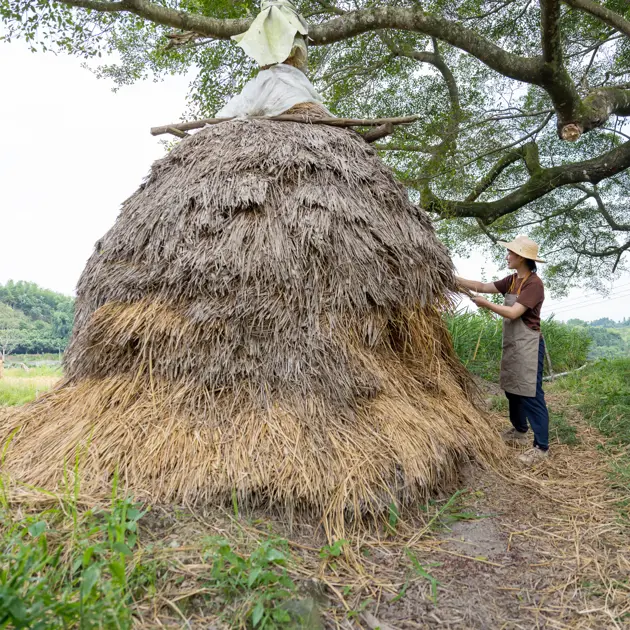 Female farmer harvesting straw