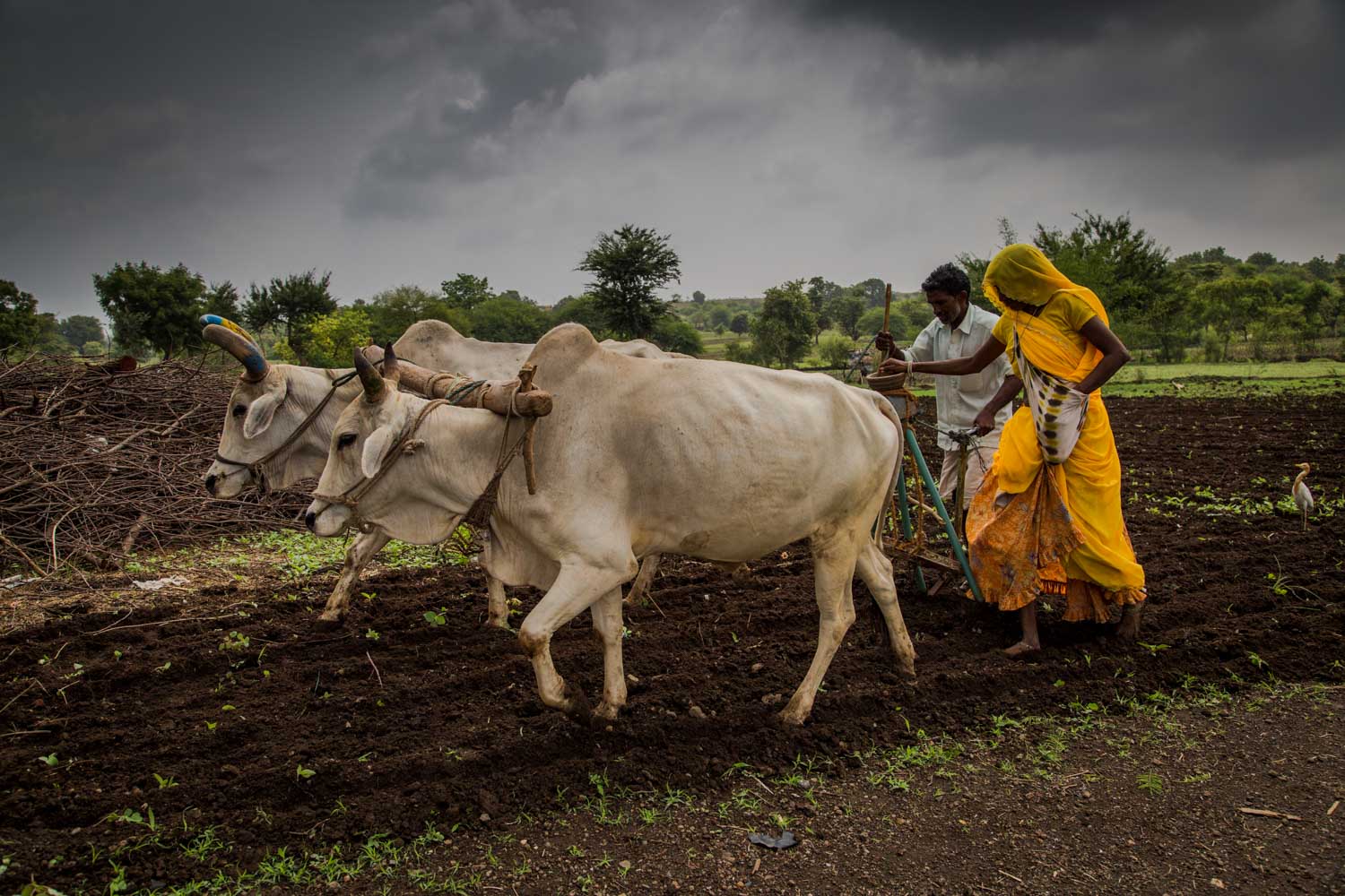 Two white cows with large horns pulling manual farm equipment across a field, with two people behind to guide them.