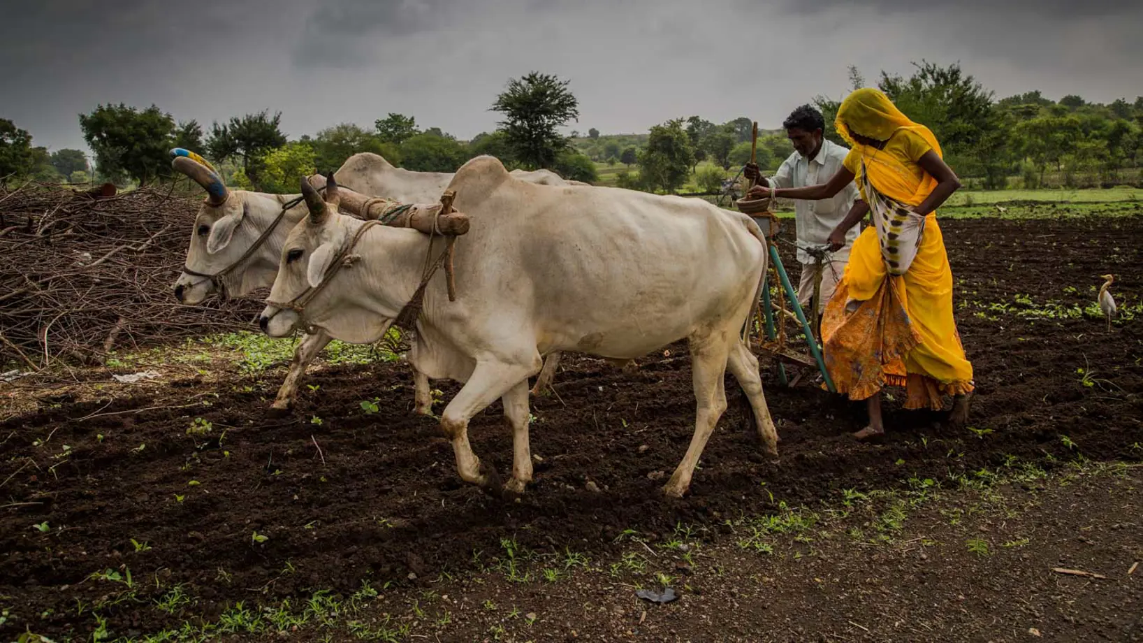 Two white cows with large horns pulling manual farm equipment across a field, with two people behind to guide them.