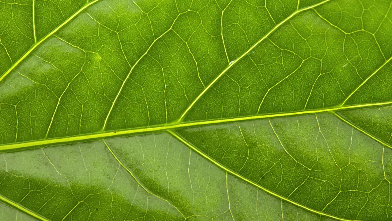 Closeup of a bright green leaf