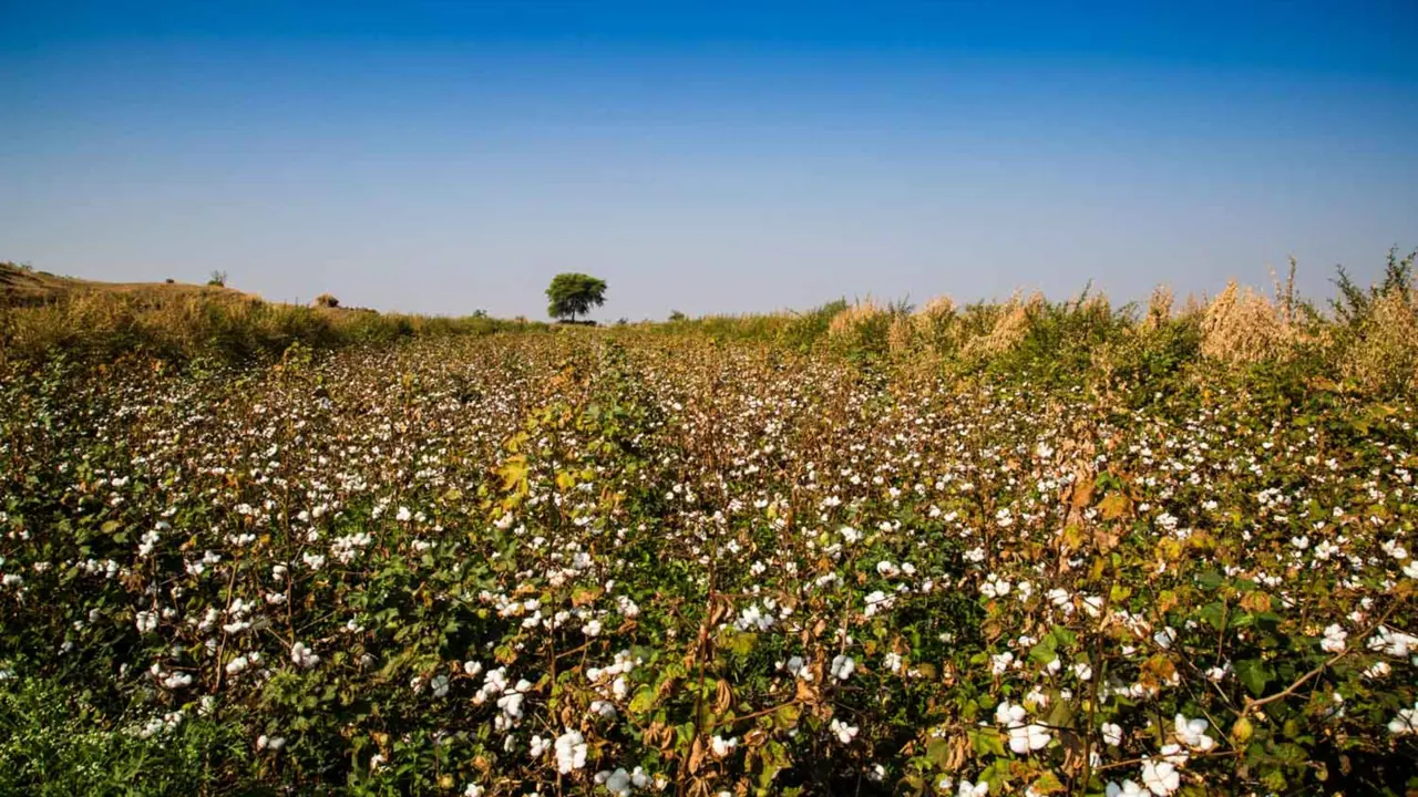 A field of cotton plants on a sunny day