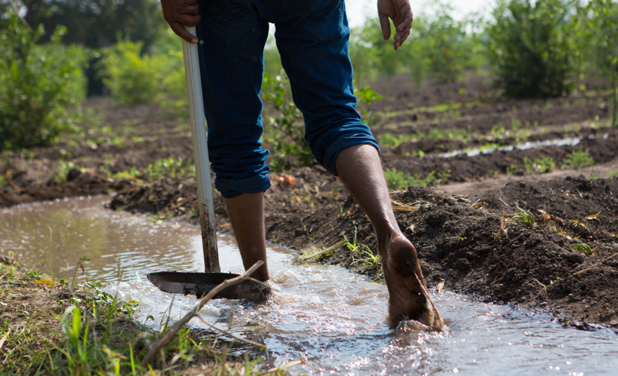 person walking through farmland water trenches
