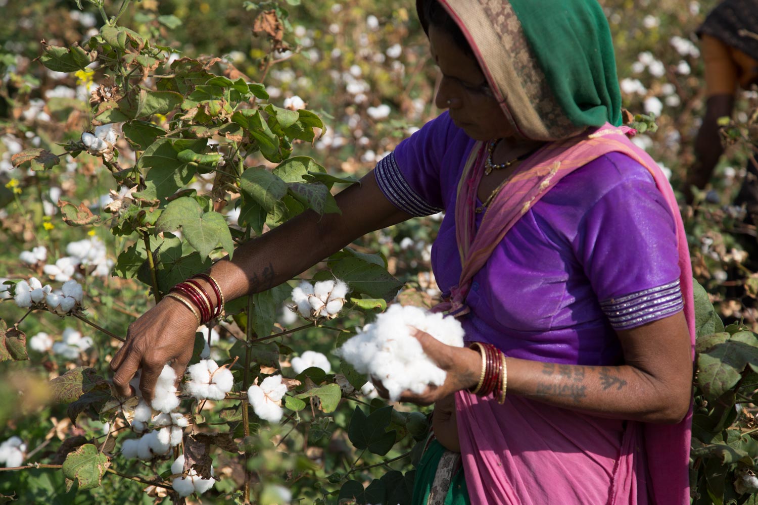 woman picking cotton