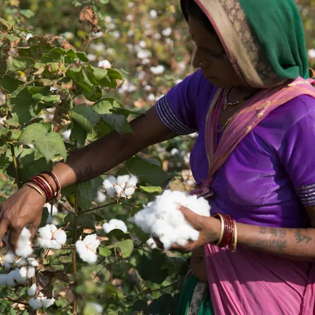 woman picking cotton