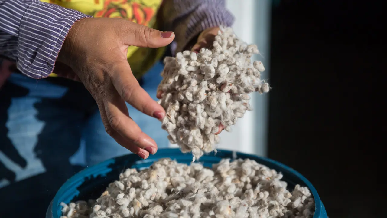Close up of hands holding raw cotton