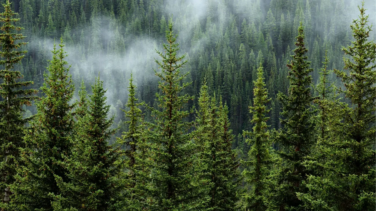 A high up view of a forest in mist