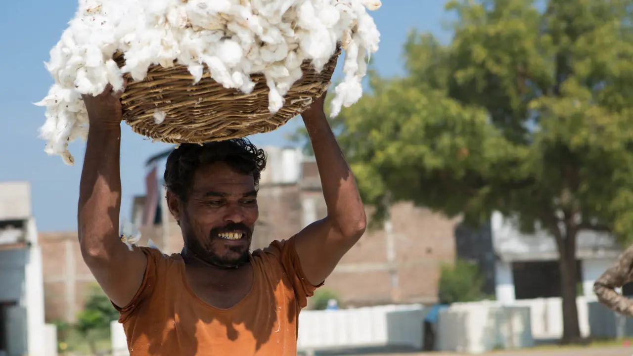A man carrying a basket of raw cotton above his head